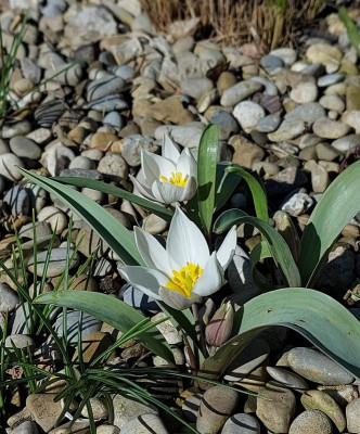 20240309_191950 Tulipa polychroma.jpg