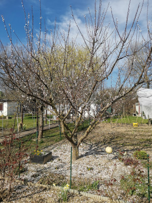 Aprikose Blüte Sittich.jpeg