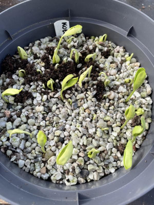 Koelreuteria paniculata Germination Marz 2024.jpg