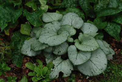 brunnera_looking_glass_neu.jpg