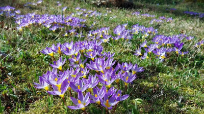 20240310_092150 Crocus sieberi Tricolor.jpg