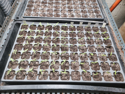 Tomaten 20240309.jpeg