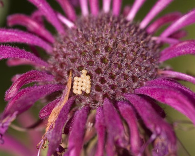 Perlen-Monarda80.jpg
