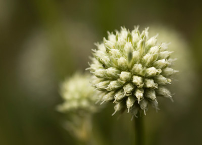 eryngiumyuccifolium80.jpg