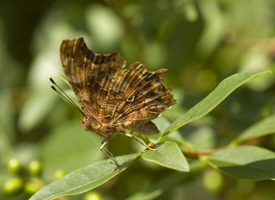 C-Falter80.jpg