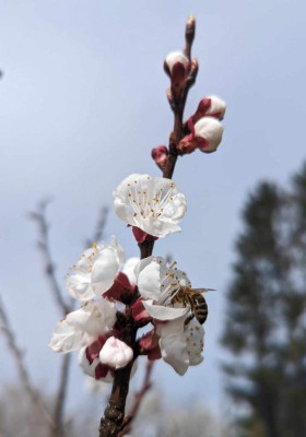 Aprikosenblüte.jpg