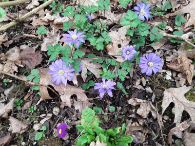 Anemone.jpg