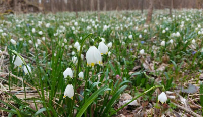 20240310_131505 Leucojum vernum.jpg