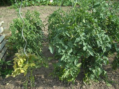kranke_Tomate.jpg