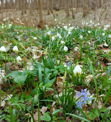 20240310_141654 im Auwald.jpg