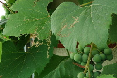Weinblattspuren.jpg