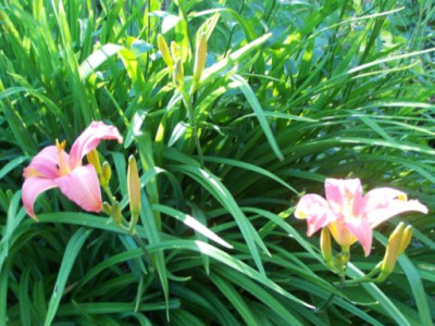 100_1449_Hemerocallis_altrosa_Strauch____500.jpg