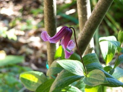 100_1448_CLEMATIS_integrifolia_rosea_Blute__800.jpg