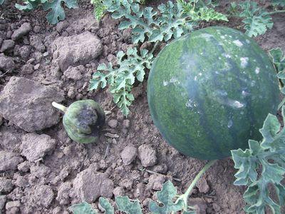 Wassermelone_verfault.jpg