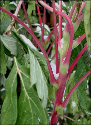 Paonia_lutea.JPG