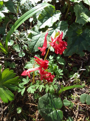 RoteCorydalis.jpg