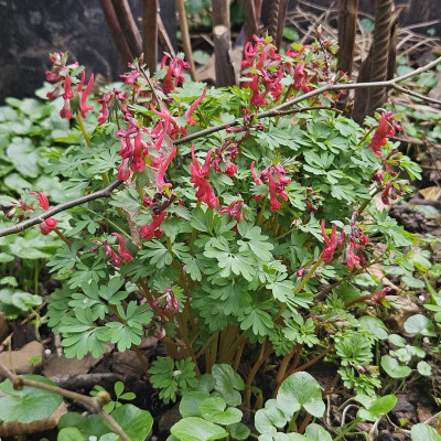 Corydalis solida rot AH 20240311_132334.jpg