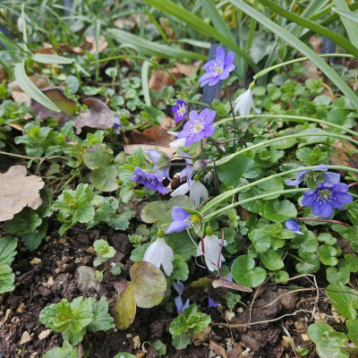 Francesca De Grammont Blaues Wunder 20240311_132130.jpg