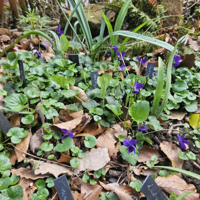 Viola Donau 20240311_132158.jpg