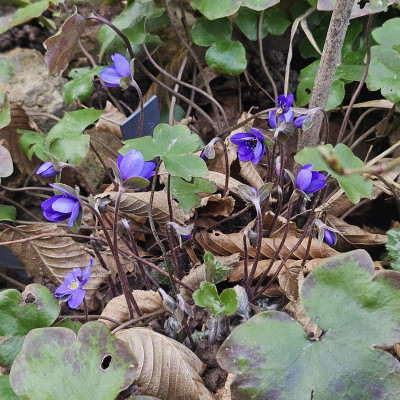 Hepatica transsilvanica 'Blue Jewel' 20240311_132457.jpg