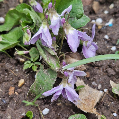 Viola Mauve 20240311_132348.jpg