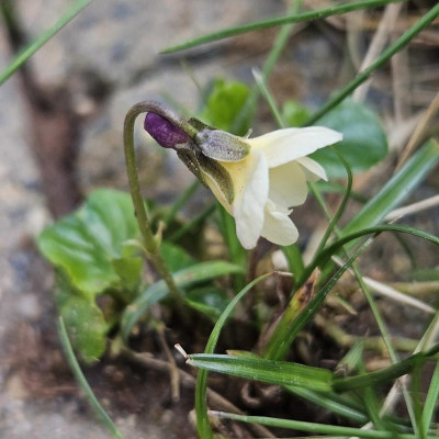 Viola Irish Elegance Sämling Fuge 20240311_132402.jpg