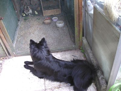 Huhnerhund.jpg