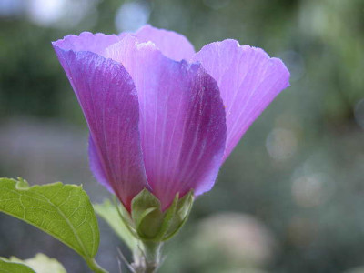 Img39172_hibi.jpg