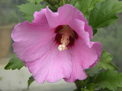 Img54033_hibi.jpg