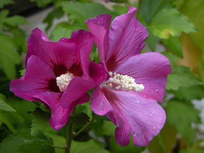 Img55484_hibi.jpg