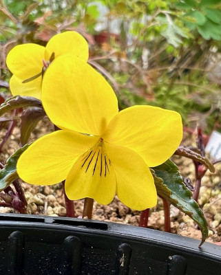 2024-03-11 Viola brevistipulata var. hidakana.jpg