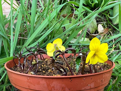 2024-03-11 Viola brevistipulata var. hidakana 1.jpg