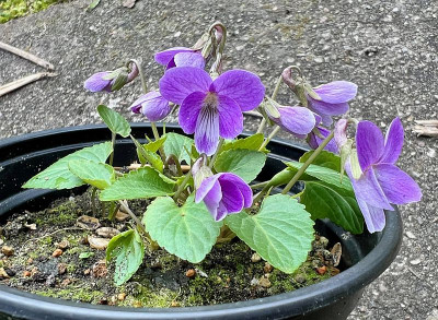 2024-03-12 Viola jooii.jpg