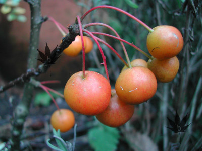 malus_pomzai.jpg