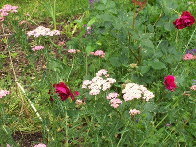 Falstaff_5517k.JPG