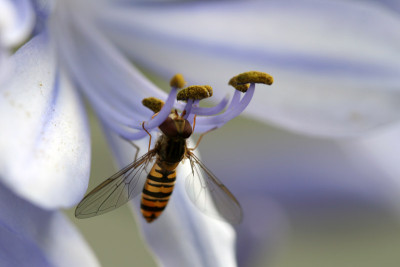 Schwebfliege-auf-Aga.2.jpg