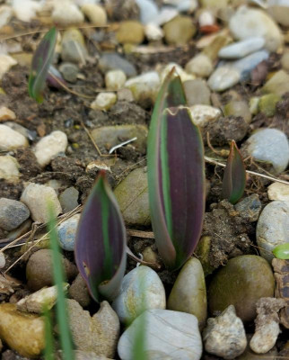 20240312_173341 Tulipa dubia Beldersai.jpg