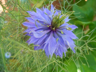 nigella_blau.JPG