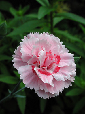 dianthus_doris.jpg