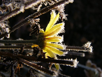 Reif_04_12.jpg