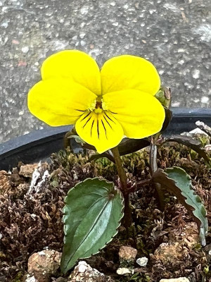 2024-03-13 Viola brevistipulata var. hidakana.jpg