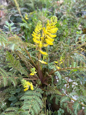 2024-03-13 Corydalis cheilanthifolia.jpg