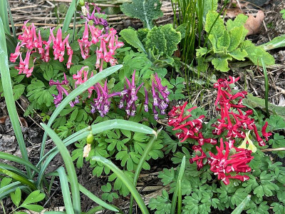 2024-03-13 Corydalis.jpg