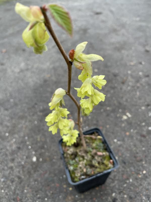 Corylopsis spicata 2024.jpg