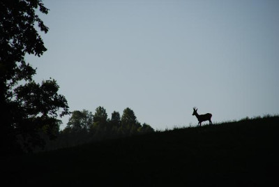 rehbock_wald.jpg