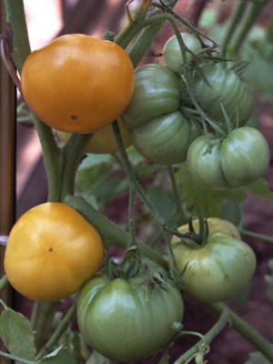 136_limonnij_gigant_1989.jpg