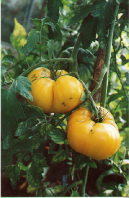 limonnij_gigant_v..jpg