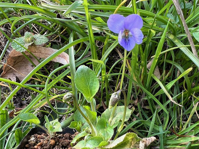 2024-03-13 Viola collina.jpg