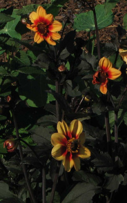 sunshine_2008.jpg