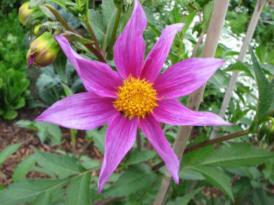 dahlia_pinnata_2008.jpg